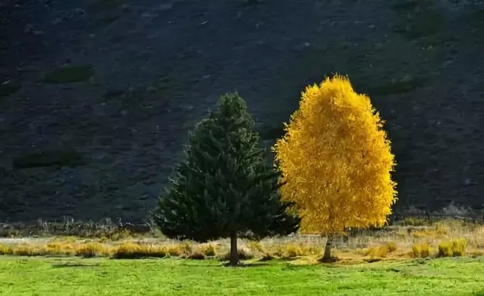 /ueditor_img/1584696552.jpg 可可托海.webp.jpg