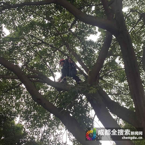 成都大学首开“攀树运动课”