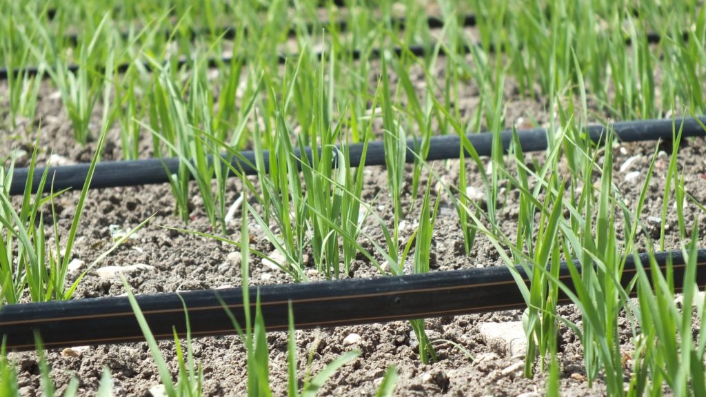 Turkey-Drip_Irrigated_Rice_Crops-1024x576.jpg