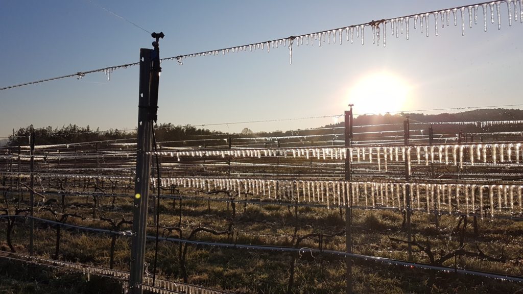 netafim_Frost_protection-_Vineyard_France-1024x576.jpg